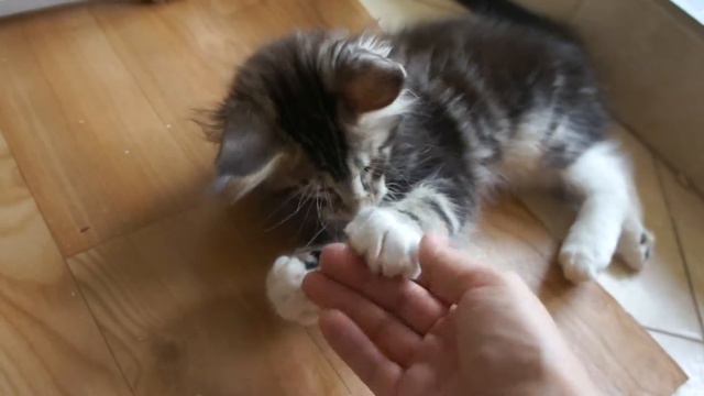 Ретт Батлер рычит смотреть онлайн