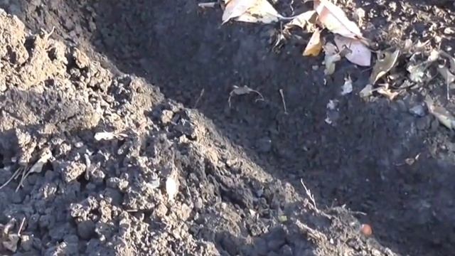 Как посадить орешки лещины. Как посадить лесные орехи смотреть онлайн