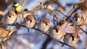 Куда пропали воробьи?