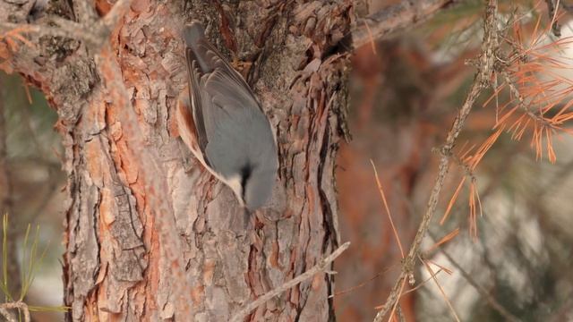 ВСТРЕЧА С КОСУЛЯМИ. ГОЛОС (ЛАЙ) КОСУЛИ. Фото-видео прогулка по зимнему лесу смотреть онлайн