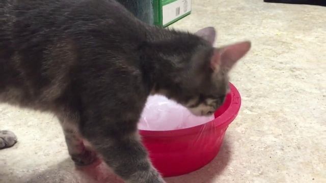 Ice + cats смотреть онлайн