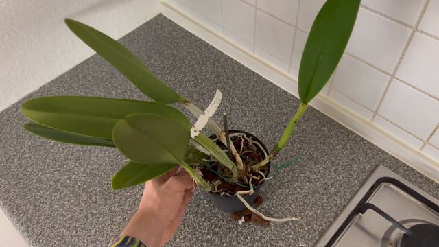 ConsumerismCollab | AfriOrchids import 2022 with Marc | Angraecum | *unboxing an orchid unicorn* смотреть онлайн
