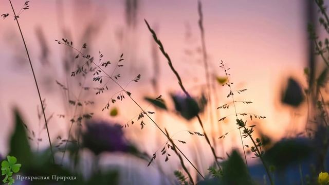 Эту музыку можно слушать вечно! Божественная, превосходная музыка трогает Сердце! Сергей Грищук #2 смотреть онлайн