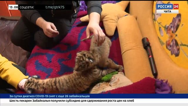 Двое тигрят родились в цирке, который застрял на гастролях в Чите из-за пандемии смотреть онлайн