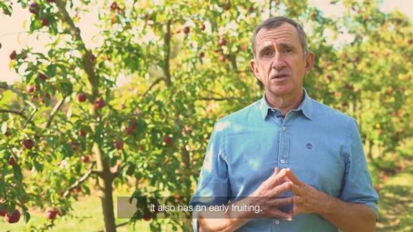 Apple variety STORY® Inored pbr