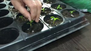 ПИКИРУЕМ КАТАРАНТУС. ОТЛИЧНЫЙ СПОСОБ