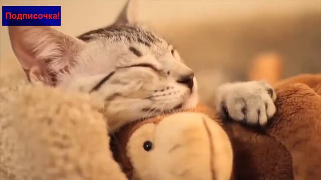 Животные которые очень хотят спать смотреть онлайн