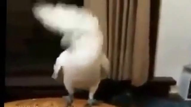 прикол попугай зажигает под клип гангам стайл