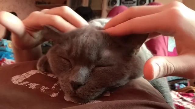 Массаж головы коту смотреть онлайн