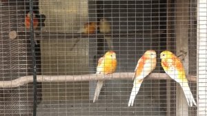 Певчие попугаи. Song parrots.