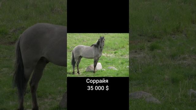 Топ 10 Самых дорогих пород лошадей в мире #shorts смотреть онлайн