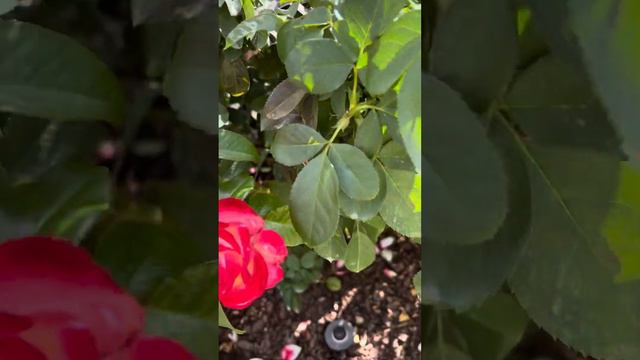 #oklahoma #rose #roses #beautiful