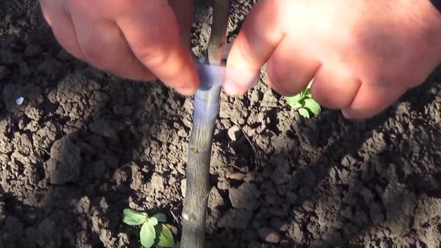 Два способа прививки садовых деревьев смотреть онлайн