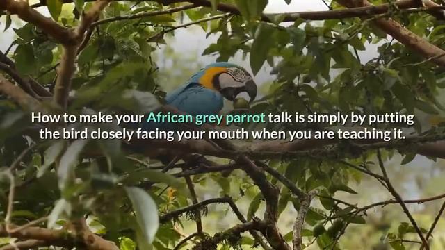 how to make your African grey parrot talk - how to teach your parrot to talk | parrot training смотреть онлайн