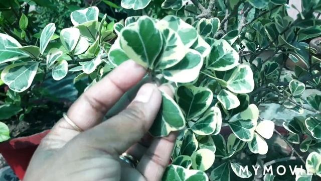 100.?Ficus Triangularis Variegata : Care And Tips?