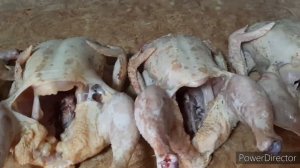 Бройлеры.Подвожу итоги по выращиванию бройлеров,ВЫГОДНО ИЛИ НЕТ