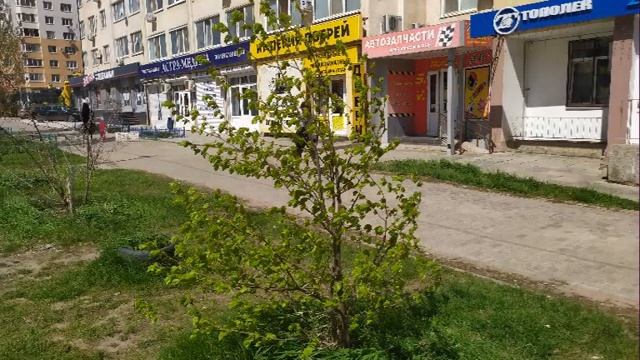 молодая липа по весне смотреть онлайн