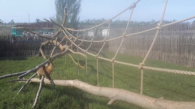 Носухи Джус и Душка смотреть онлайн