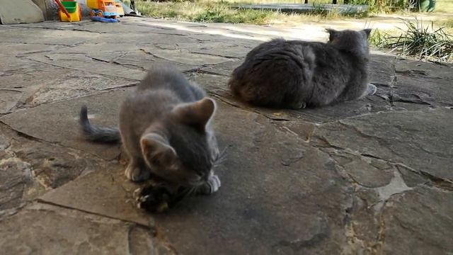 КОТ - Мышелов Жизнь Кошек и Котов смотреть онлайн