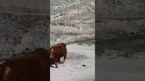 самый мощный чистокровный бык лимузин