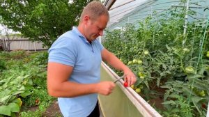 Урожайные томаты: гибрид Солероссо