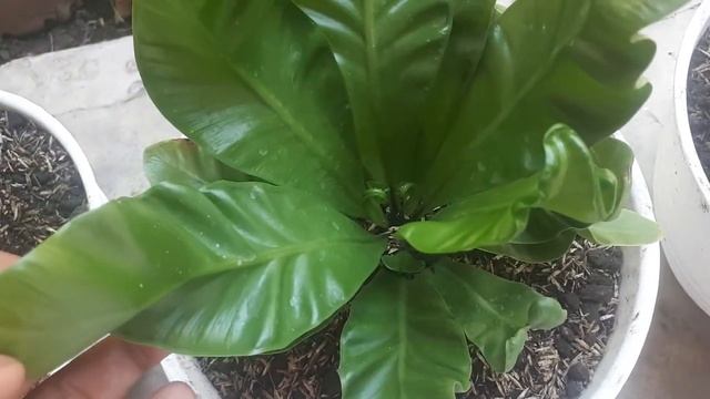 Asplenium nidus Houseplant - Specifically about Cobra Fern Story смотреть онлайн
