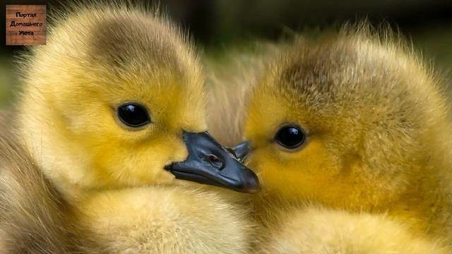 Почему гусиные и утиные яйца не рекомендуется употреблять в пищу. Не знаете. Разъясняю. смотреть онлайн