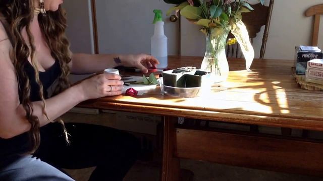 I am showing u how to propagate roses from valentines day смотреть онлайн