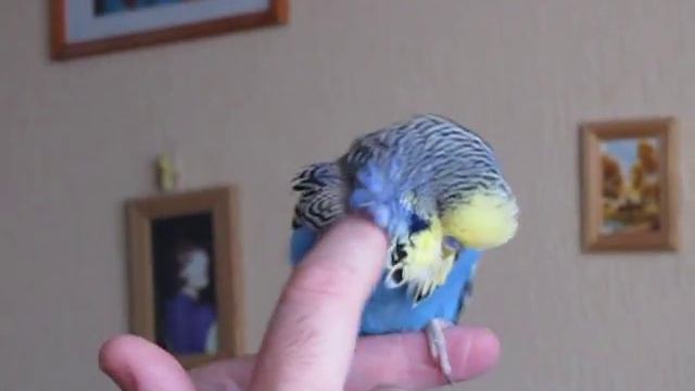 Богдан взрослеет 19 июня 2013 смотреть онлайн