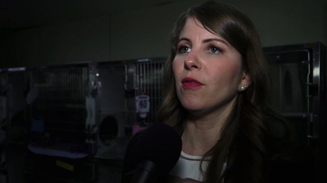 Pétition SPCA pour une évolution juridique du droit des animaux / Montréal - Canada 30 avril 2014 смотреть онлайн