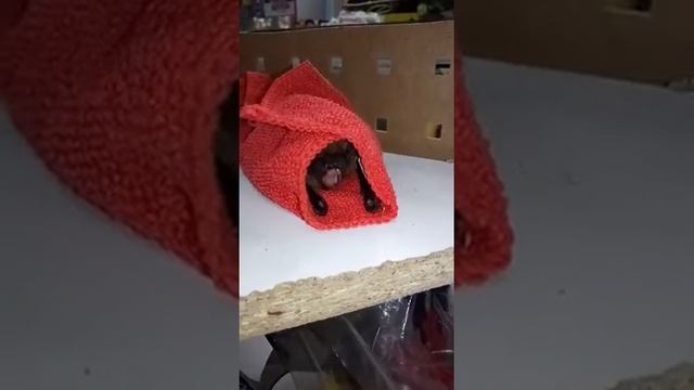 Летучая мышь кушает смотреть онлайн