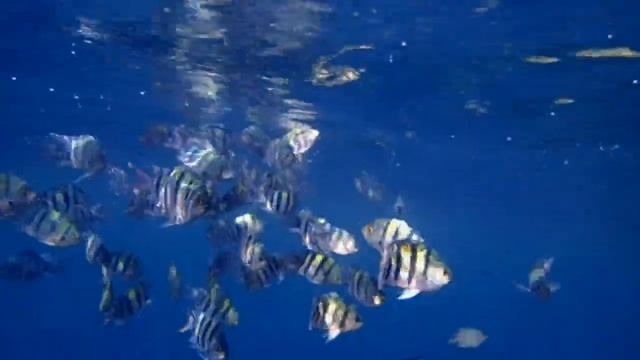 Абудефдуфы (Abudefduf Vaigiensis) - основной ингредиент красноморского супа