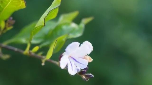 J.S.Bach Cantata BWV 78 - Aria, duetto смотреть онлайн