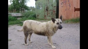 Как приручить бездомную собаку?