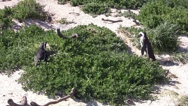 Ю А Р , МЫС ДОБРОЙ НАДЕЖДЫ