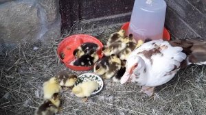 Чем кормить Утят. Индоутка.