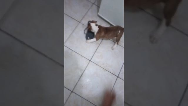 filhote de pitbull primeiros passos logo nas primeiras semanas isso ajuda no desenvolvimento do dog смотреть онлайн