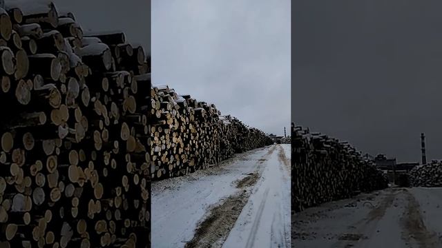 90 тысяч метров кубических ОСИНЫ смотреть онлайн