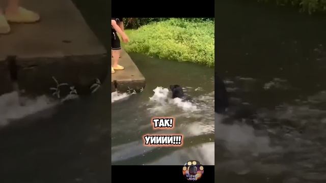 Достали собаку #shorts #шортс смотреть онлайн