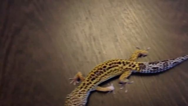 Эублефар | Пятнистый леопардовый эублефар бегает | Eublepharis macularius смотреть онлайн