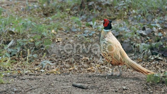 Фазан птица. Описание, особенности, виды, образ жизни и среда обитания фазана. смотреть онлайн