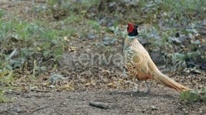 Фазан птица. Описание, особенности, виды, образ жизни и среда обитания фазана.