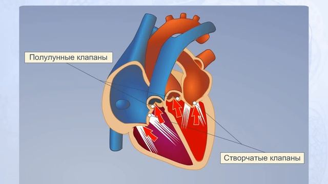 Фазы сердечной деятельности. Анатомия человека смотреть онлайн