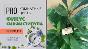 Фикус Сиафистипула - еще один представитель зеленого семейства, от которого я без ума.