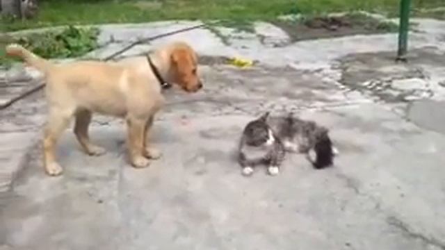 Кот Пит и Собака Champ смотреть онлайн