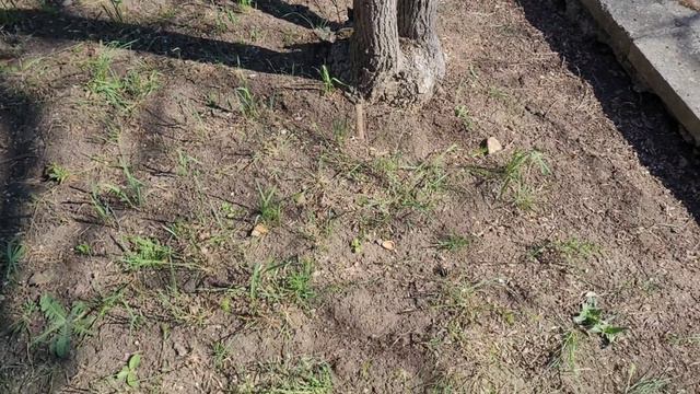 Пересадка саженцев"Кипарис,Вяз,Дуб" смотреть онлайн