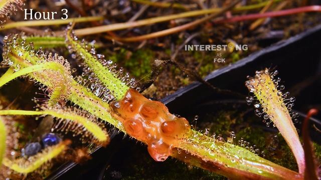 Plant EATS Gummy Bears (Time Lapse of carnivorous plants) смотреть онлайн