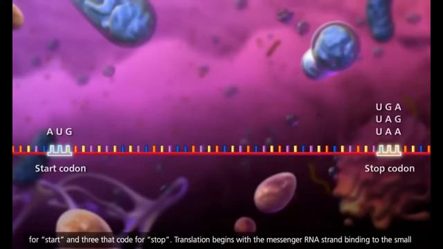СИНТЕЗ БЕЛКА смотреть онлайн