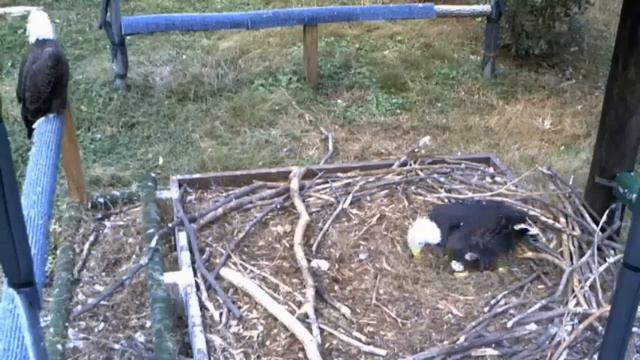 CRC EagleCam 'First Egg Of The Season For Savannah & Derek' _12.04.14_ смотреть онлайн
