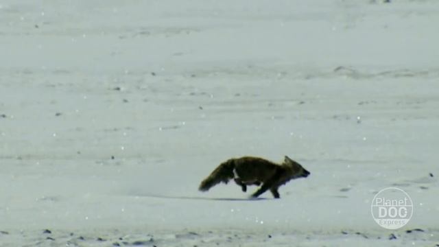 Golden Eagle Hunting. Mongolia | Planet Doc Express смотреть онлайн